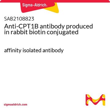Anti-CPT1B antibody produced in rabbit