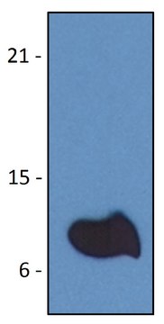 Monoclonal Anti-B2M antibody produced in