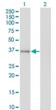 Monoclonal Anti-GPS2 antibody produced in