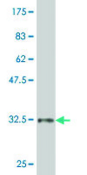 ANTI-ZIC1 antibody produced in mouse