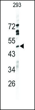 Anti-SIGLEC7 (D-siglec) (C-term G391) antibody