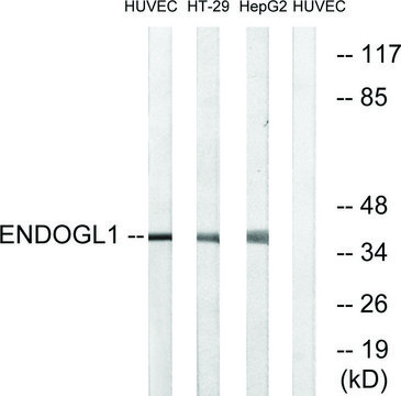 Anti-ENDOGL1 antibody produced in rabbit