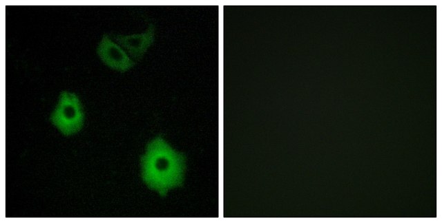 Anti-OR5H6 antibody produced in rabbit