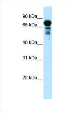 Anti-TRIM29 (ab2) antibody produced in