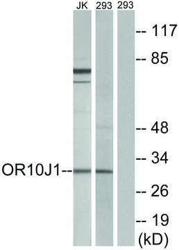 Anti-OR10J1 antibody produced in rabbit