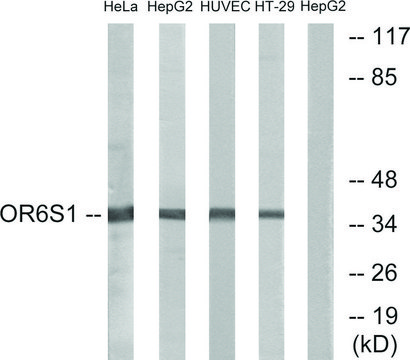 Anti-OR6S1 antibody produced in rabbit