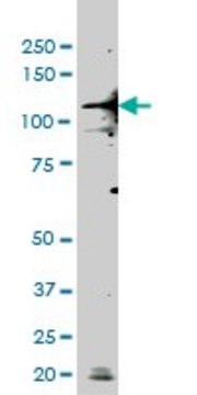 ANTI-TLR9 antibody produced in mouse