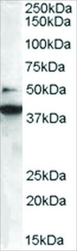 Anti-BIF-1/SH3GLB1 antibody produced in goat