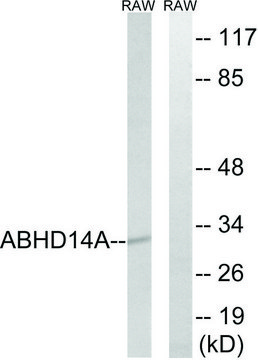 Anti-ABHD14A antibody produced in rabbit