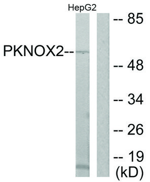 Anti-PKNOX2 antibody produced in rabbit