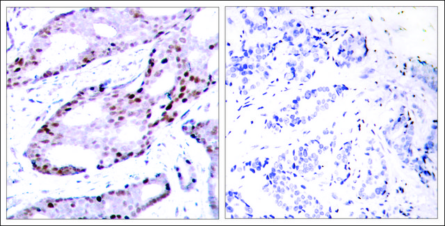 Anti-JUN (Ab-73) antibody produced in