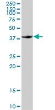 Anti-FOSB antibody produced in rabbit