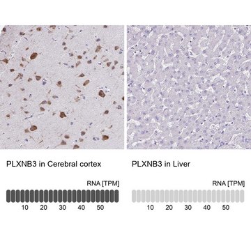 Anti-PLXNB3 antibody produced in rabbit