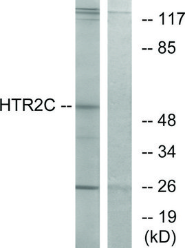 Anti-HTR2C antibody produced in rabbit