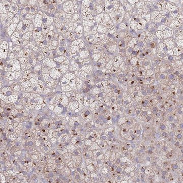 Anti-AKAIN1 antibody produced in rabbit