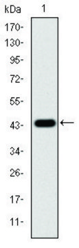 Monoclonal Anti-MAPK3 antibody produced in