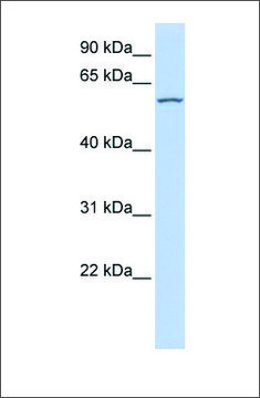 Anti-RBPJL antibody produced in rabbit