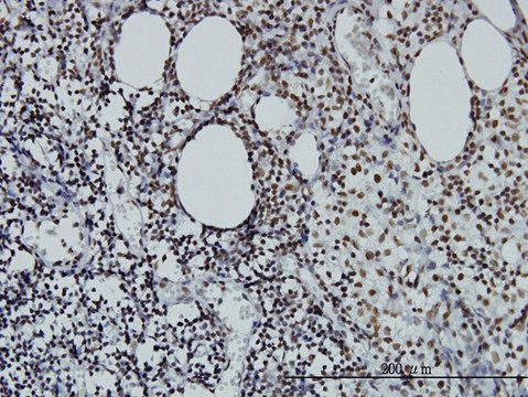 Monoclonal Anti-STAG2 antibody produced in