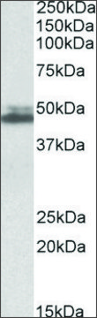 Anti-SH3GL1 antibody produced in goat