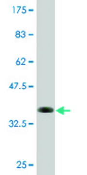 Monoclonal Anti-KLK13, (C-terminal) antibody produced