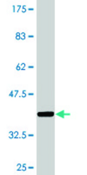 Monoclonal Anti-LRP8 antibody produced in