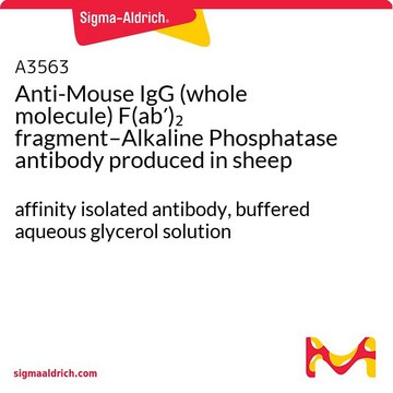 Anti-Mouse IgG (whole molecule) F(ab?)?