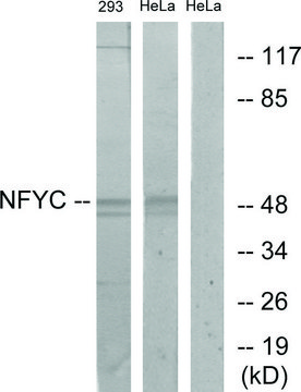 Anti-NFYC antibody produced in rabbit