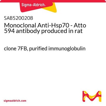 Monoclonal Anti-Hsp70 - Atto 594
