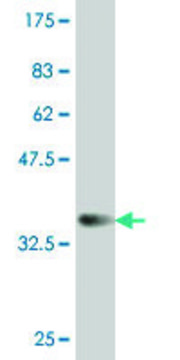 ANTI-SMAD4 antibody produced in mouse