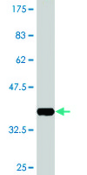 Monoclonal Anti-BMP5 antibody produced in