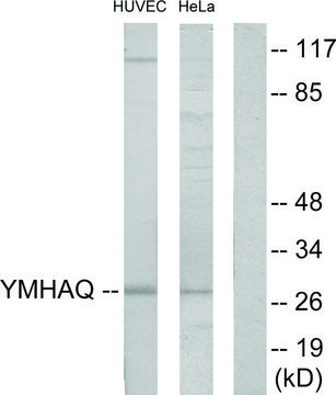 Anti-14-3-3 THET antibody produced in