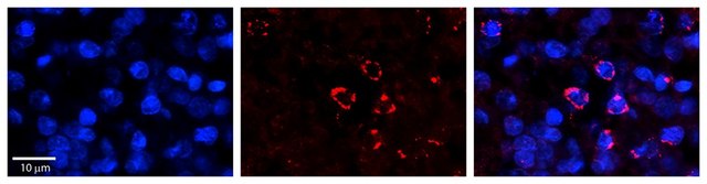 Anti-FANCL antibody produced in rabbit