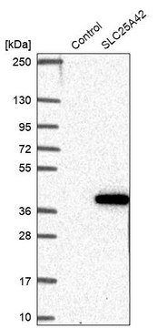 Anti-SLC25A42 antibody produced in rabbit