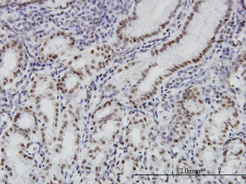 ANTI-BRD3 antibody produced in mouse