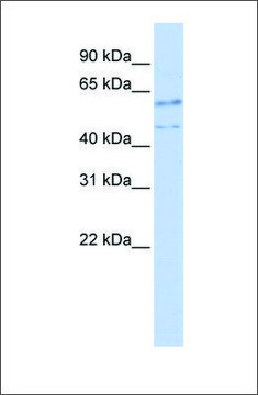 Anti-TP53 (ab3) antibody produced in