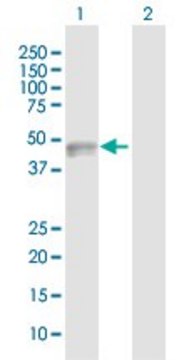 Anti-CADM3 antibody produced in rabbit