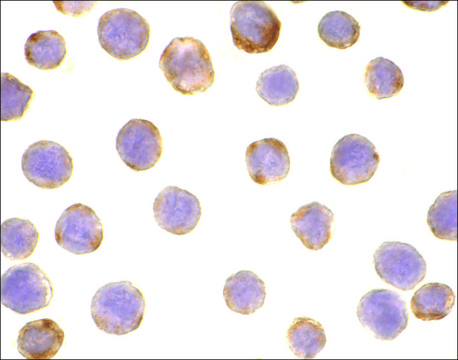 Anti-DAD1 antibody produced in rabbit