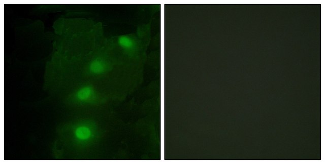 Anti-ALX3 antibody produced in rabbit
