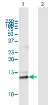 ANTI-PLA2G2E antibody produced in mouse