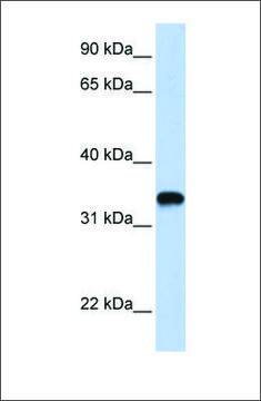 Anti-HAS3 (ab2) antibody produced in