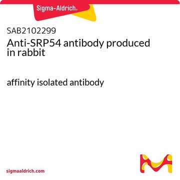 Anti-SRP54 antibody produced in rabbit