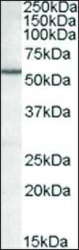Anti-BAG5 antibody produced in goat
