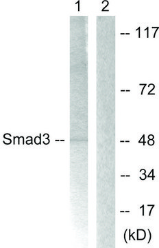 Anti-SMAD3 antibody produced in rabbit