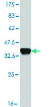 Monoclonal Anti-SMAD6 antibody produced in