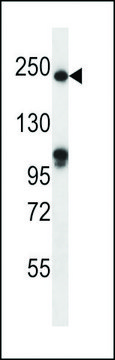 ANTI-SLIT1(N-TERMINAL) antibody produced in rabbit