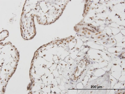 ANTI-RUNX1 antibody produced in mouse