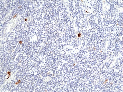 Anti-Granzyme B Rabbit Monoclonal Antibody