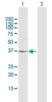 Anti-AKR1B1 antibody produced in rabbit