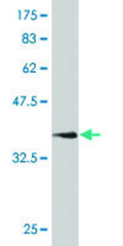 Monoclonal Anti-NCAM1 antibody produced in