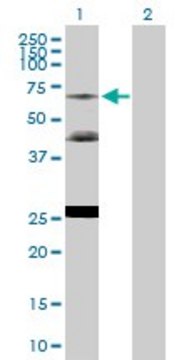 Anti-NR2C2 antibody produced in rabbit